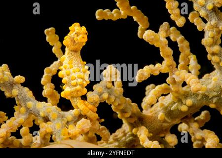 Giallo cavalluccio marino pigmeo, Hippocampus bargibanti, Filippine. Noto anche come Bargibant il cavalluccio marino pigmeo, si trovano dal sud del Giappone tropicale, thr Foto Stock