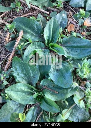 Piantana americana (Plantago rugelii) Foto Stock