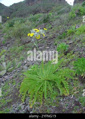 Dente di leone gigante (Sonchus acaulis) Foto Stock