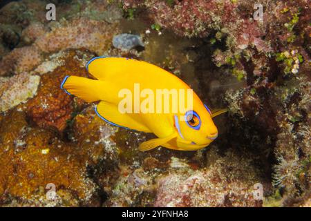 Il pesce angelo della lemonpella, Centropyge flavissima, è un membro della famiglia dei pesci angelo nani con un caratteristico cerchio di occhi blu, Guam, Micronesia, Marian Foto Stock