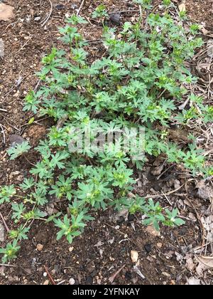 Texas Geranium (Geranium texanum) Foto Stock