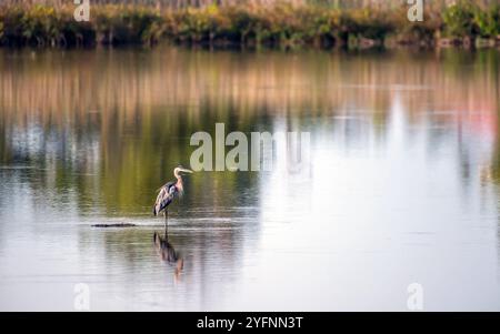 Splendido Great Blue Heron, maestosamente esposto alla luce del sole, nel mezzo di un lago vicino alla Baia di Chesapeake, con i colori autunnali che si riflettono nella Foto Stock