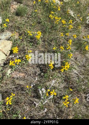 Fagioli d'oro (Thermopsis rhombifolia) Foto Stock