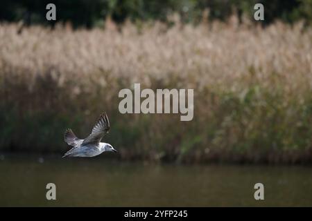 Gabbiano in volo sopra le paludi di Victoria e Joyel, Cantabria, Spagna Foto Stock