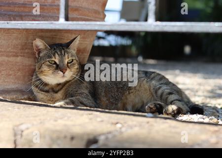 Primo piano di un gatto da tavola all'ombra accanto a una pentola di terracotta in giardino in estate Foto Stock