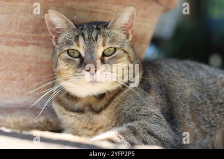 Primo piano di un gatto da tavola all'ombra accanto a una pentola di terracotta in giardino in estate Foto Stock