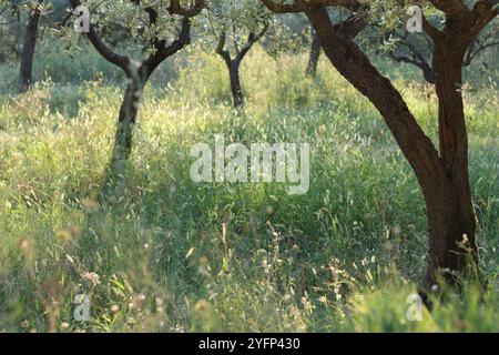 Oliveto in Umbria, in Italia, al sole estivo Foto Stock