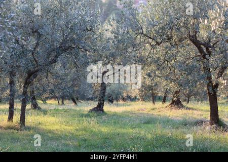 Oliveto in Umbria, in Italia, al sole estivo Foto Stock