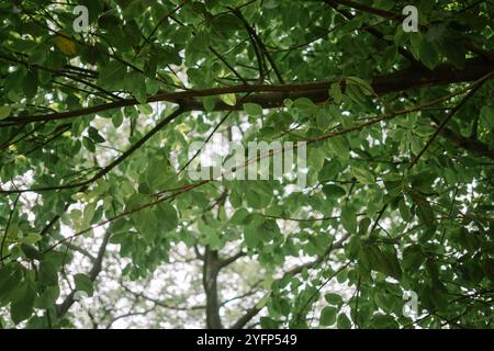 Un lussureggiante albero di catappa Terminalia (ketapang) con foglie verdi vibranti, che mostrano vegetazione tropicale naturale, ideale per la natura, la botanica o l'ambiente Foto Stock