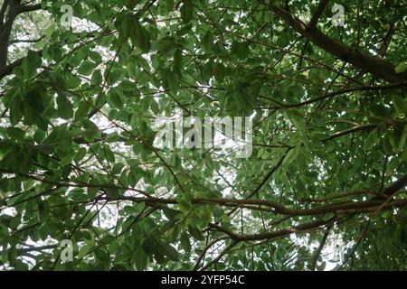 Un lussureggiante albero di catappa Terminalia (ketapang) con foglie verdi vibranti, che mostrano vegetazione tropicale naturale, ideale per la natura, la botanica o l'ambiente Foto Stock