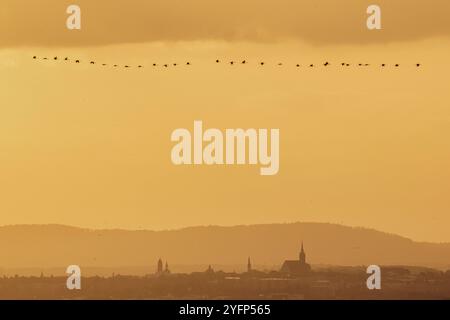 Blick auf die ostsaechsische Stadt Bautzen, aufgenommen in Abendlicht in Gross Radisch, 02.11.2024. Gross Radisch Deutschland *** Vista dell'est Foto Stock