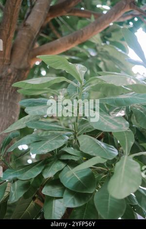 Un lussureggiante albero di catappa Terminalia (ketapang) con foglie verdi vibranti, che mostrano vegetazione tropicale naturale, ideale per la natura, la botanica o l'ambiente Foto Stock