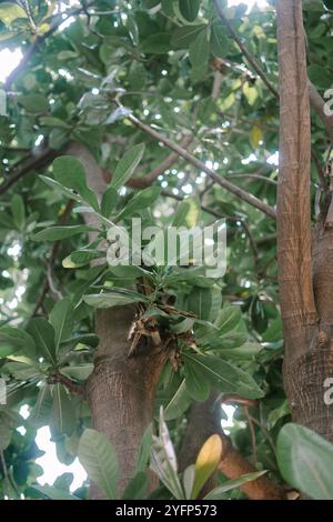 Un lussureggiante albero di catappa Terminalia (ketapang) con foglie verdi vibranti, che mostrano vegetazione tropicale naturale, ideale per la natura, la botanica o l'ambiente Foto Stock