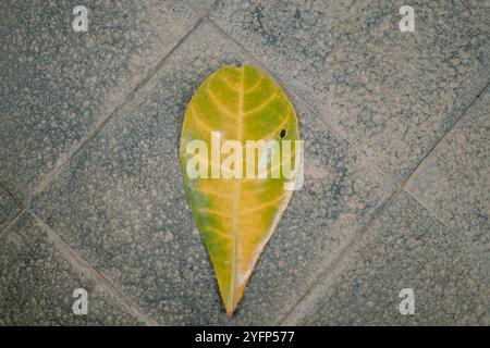 Un lussureggiante albero di catappa Terminalia (ketapang) con foglie verdi vibranti, che mostrano vegetazione tropicale naturale, ideale per la natura, la botanica o l'ambiente Foto Stock