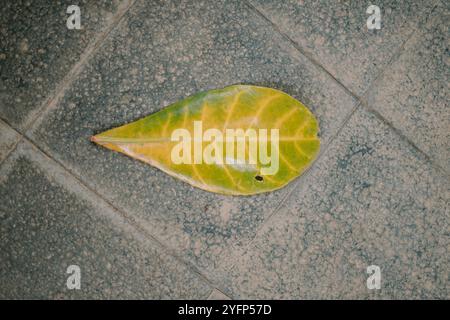 Un lussureggiante albero di catappa Terminalia (ketapang) con foglie verdi vibranti, che mostrano vegetazione tropicale naturale, ideale per la natura, la botanica o l'ambiente Foto Stock