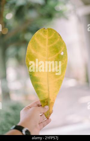 Un lussureggiante albero di catappa Terminalia (ketapang) con foglie verdi vibranti, che mostrano vegetazione tropicale naturale, ideale per la natura, la botanica o l'ambiente Foto Stock