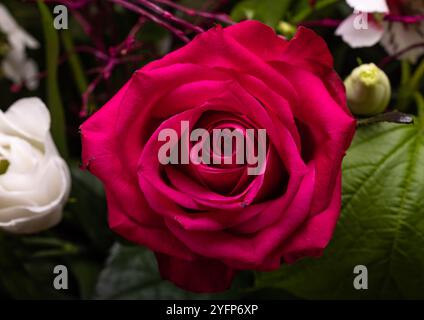 una bella rosa rossa in un bouquet floreale Foto Stock