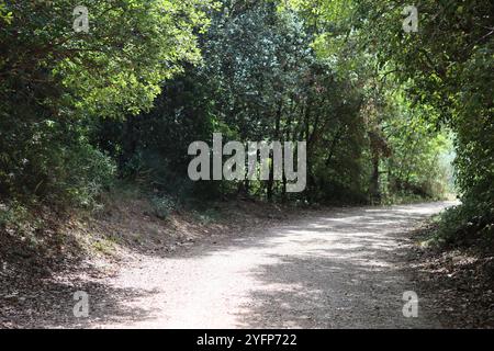 Percorso di campagna circondato da alberi e vegetazione lussureggiante in un caldo sole estivo Foto Stock