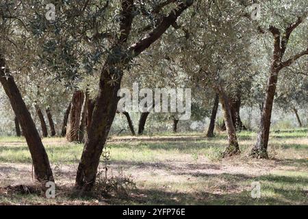 Oliveto in Umbria, in Italia, al sole estivo Foto Stock