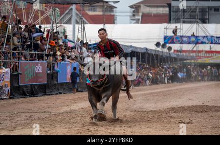 Un fantino cavalca un bufalo su una pista sterrata durante il 153° Festival annuale di Chonburi Buffalo Racing a Chonburi, Thailandia. Questa tradizione secolare Foto Stock