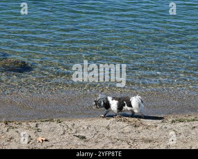 Piccolo cane bianco e nero che cammina lungo Lakeside Beach - concetto di cambio di stagione Foto Stock