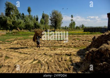 Il 9 settembre 2020 gli agricoltori raccolgono riso nelle risaie alla periferia di Srinagar, nella regione indiana del Kashmir. Gli agricoltori tagliano le piante a mano e le depongono per asciugarle, prima di trebbiarle a mano per separare i chicchi di riso dallo stelo. La raccolta manuale è un processo molto laborioso Foto Stock