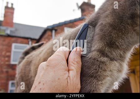 primo piano di mans che pettina un gatto in un cortile di casa Foto Stock