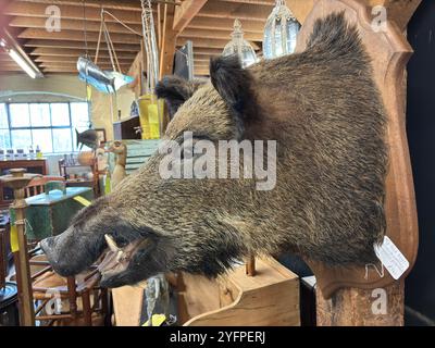 Testa di cinghiale montata su un pannello di legno, Regno Unito Foto Stock