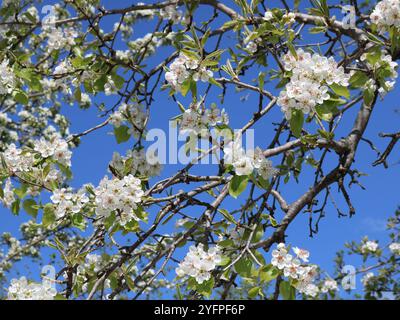 rami di un albero primaverile o di un cespuglio in fiore su uno sfondo blu brillante del cielo, sfondo naturale primaverile, fioritura e impollinazione Foto Stock