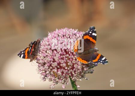 Natura, fiori e farfalle su piante in campo per ecosistemi, ambiente ed ecologia naturale. Carta da parati, animali e insetto Red Admiral in giardino per Foto Stock