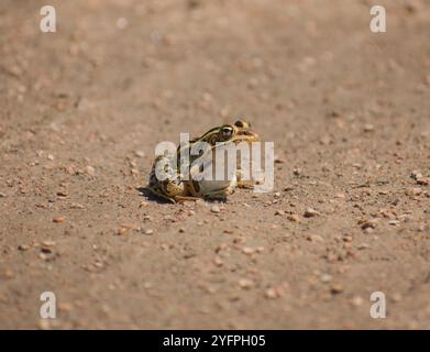 rana seduta a terra Foto Stock