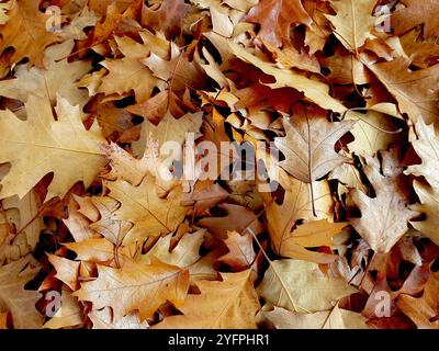 Primo piano di foglie di quercia cadute di colore autunnale. Foto Stock