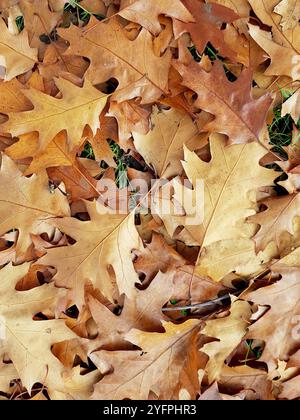 Primo piano di foglie di quercia cadute di colore autunnale. Foto Stock