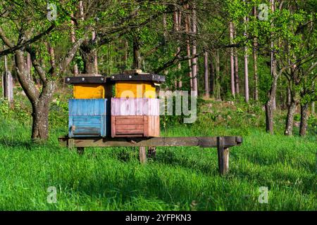 Alveari in legno colorati nella splendida natura autunnale, giorno di sole, frutteto e foresta sullo sfondo Foto Stock