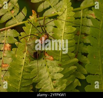 Primo piano di un mietitore e di un insetto di scudo verde che riposa su foglie di felce vibranti in una foresta Foto Stock