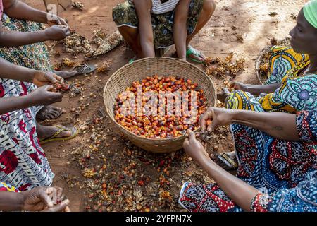 Abitanti del villaggio che lavorano frutta di palma per olio a Dokoue, Benin Foto Stock