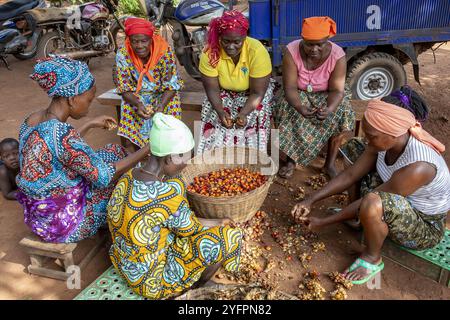 Abitanti del villaggio che lavorano frutta di palma per olio a Dokoue, Benin Foto Stock