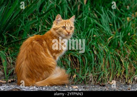 Il gattino rosso cammina lungo la strada da solo Foto Stock