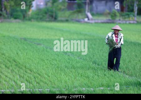 Agricoltura. Germogli di riso giovane in un campo. Agricoltore che piantina piantine di riso. Yogyakarta. Indonesia. Foto Stock