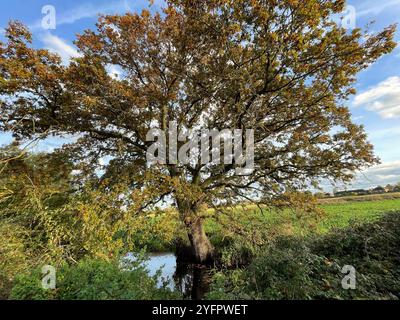 QUERCIA INGLESE Quercus robur in autunno. Foto: Tony Gale Foto Stock