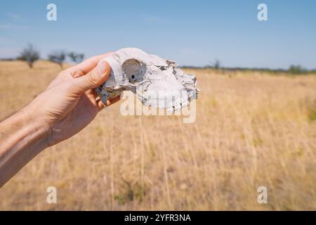 Una mano regge il cranio di un animale sullo sfondo di un paesaggio deserto, sottolineando la dura bellezza e solitudine della natura, evidenziando il tema Foto Stock