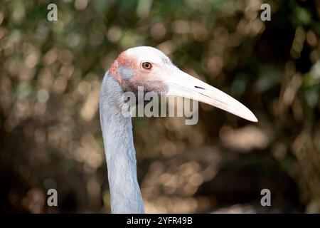 Il Brolga è di colore grigio pallido con un evidente cerotto rosso-arancione sulla testa con un dewlap nero (pezzetto di pelle) appeso sotto il mento. Foto Stock