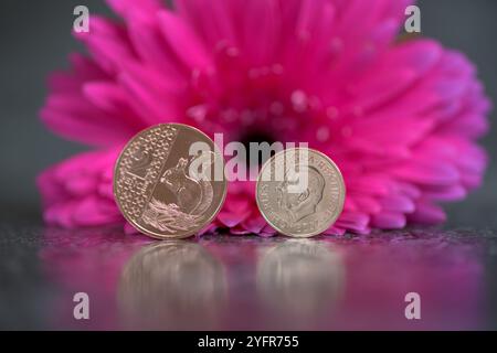 Sterling Coins, sua altezza reale Re Carlo III, in piedi su un top nero riflettente con un fiore rosa di Gerbera Foto Stock