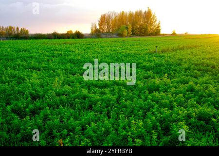 Campo di Alfalfa Medicago sativa vicino al villaggio di Lantadilla Palencia Castiglia e Leon Spagna novembre Foto Stock