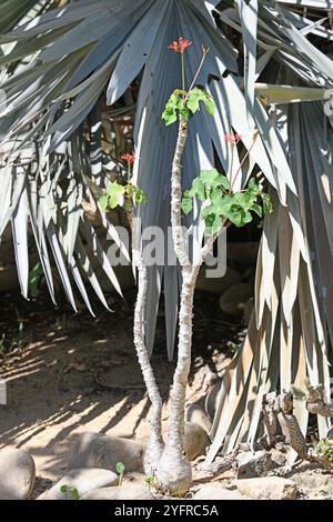 La pianta corallina o pianta di gotta (Jatropha podagrica) è un arbusto succulento tossico e medicinale originario dell'America centrale. È coltivato in altre regioni come un Foto Stock