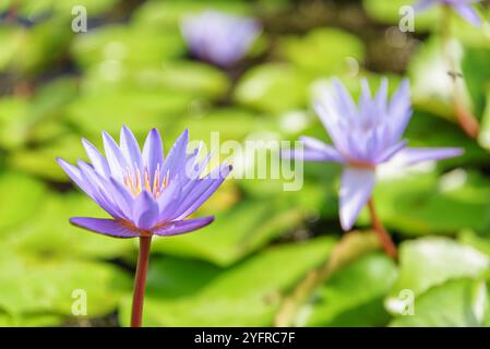 Vista ravvicinata di Nymphaea. Bellissimo fiore viola di ninfee Foto Stock