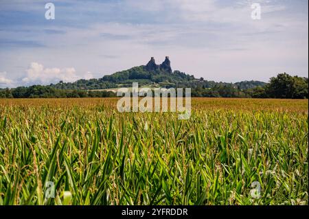 Campo di mais e castello rovine di Trosky in estate, Paradiso ceco, repubblica Ceca. Foto Stock