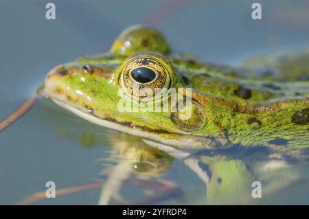 Rana di palude (Rana ridibunda) in uno stagno in primavera. Francia Foto Stock