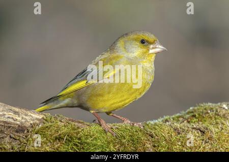 Greenfinch era arroccato su un ramo nella foresta. (Chloris chloris). Francia Foto Stock