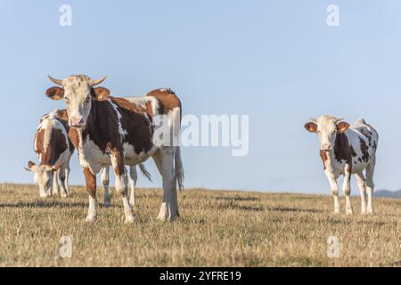 Branco di mucche Montbeliarde in un pascolo. Doubs, Francia, Europa Foto Stock